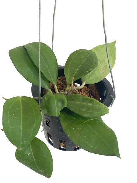 Hoya paulshirleyi (s)