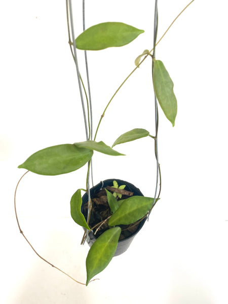Hoya patella (white)