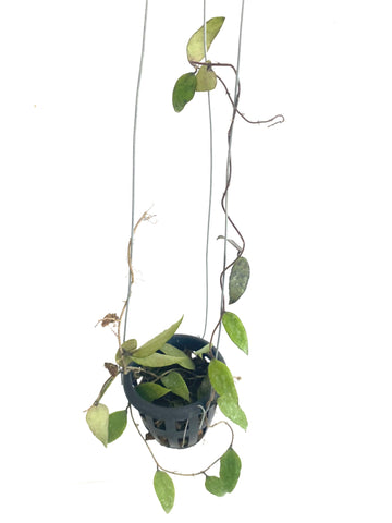 Hoya flagellata