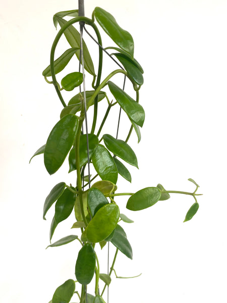 Hoya coronaria (white)
