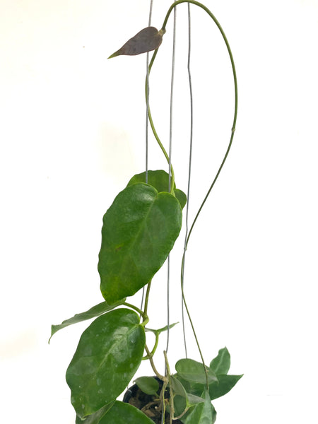Hoya macgillivrayi
