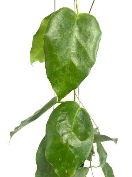 Hoya macgillivrayi