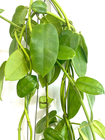 Hoya obtusifolia #3