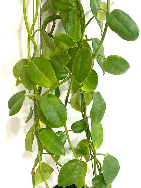 Hoya obtusifolia #3
