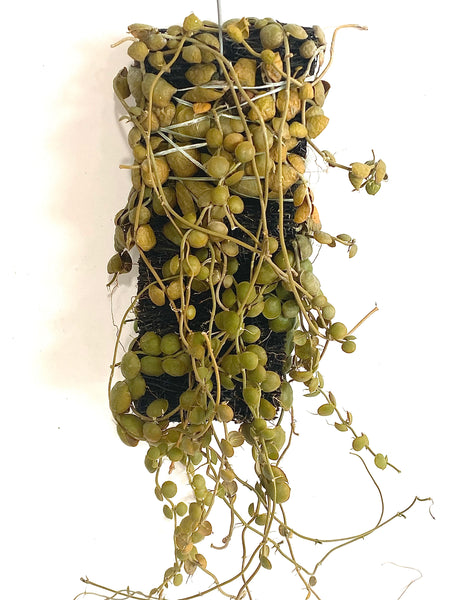 Dischidia sp "Golden Green" (on fern bark)