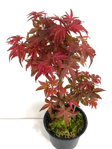 Maple Bonsai (Acer Palmatum)