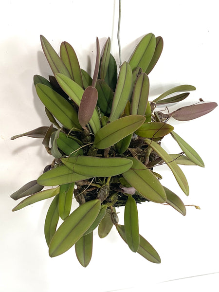Bulbophyllum purpurascens