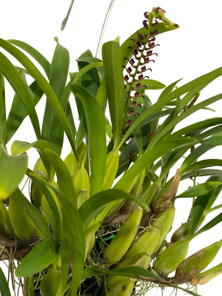 Bulbophyllum falcatum (Africa)