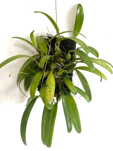 Bulbophyllum lepidum