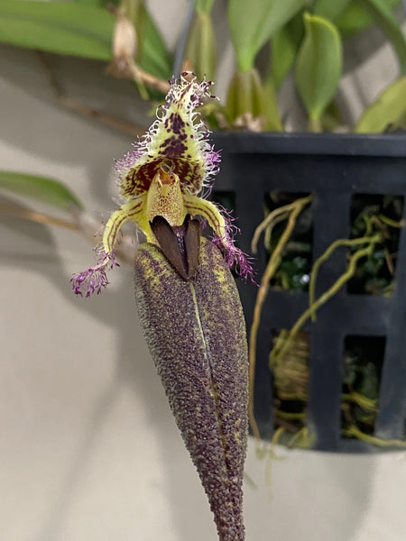 Bulbophyllum romyi