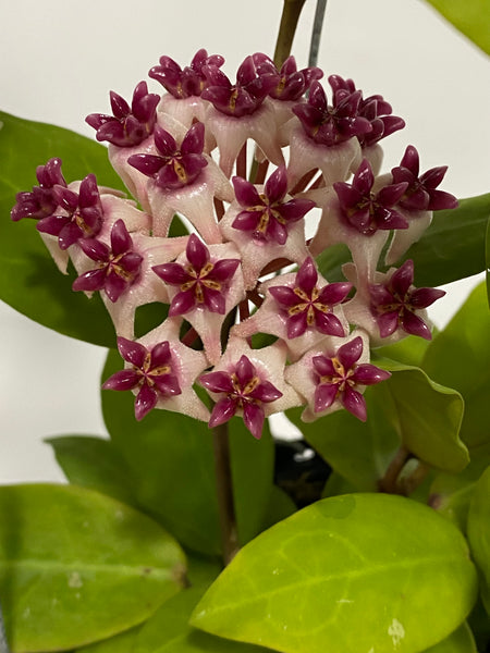 Hoya patricia cv