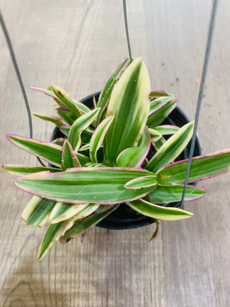 Dendrobium "Thai Pearl'