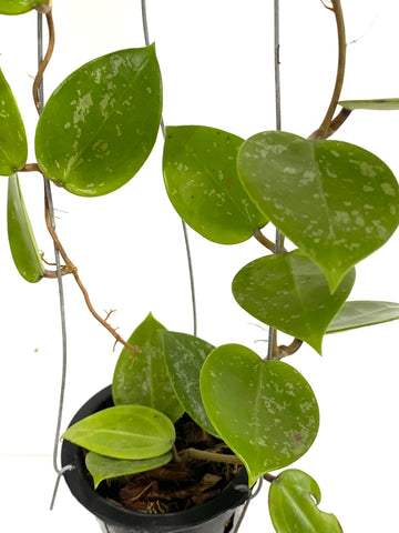 Hoya parasitica 'splash heart'