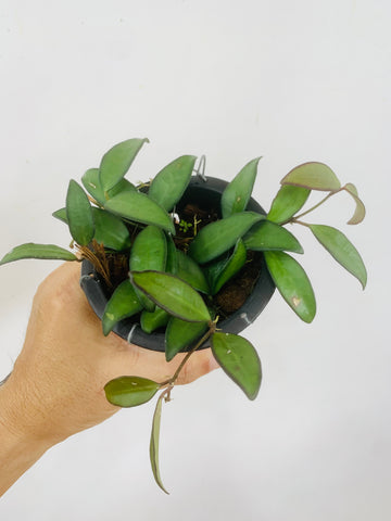 Hoya rosita (s)