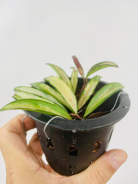 Hoya kentiana variegata (s)