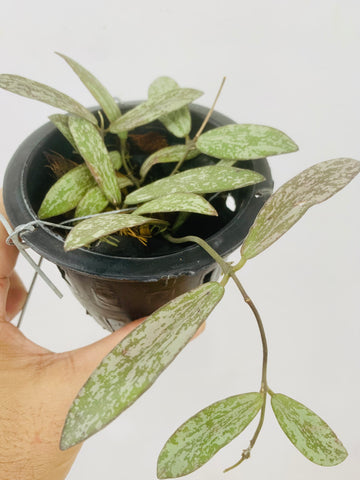 Hoya sigillatis (s)