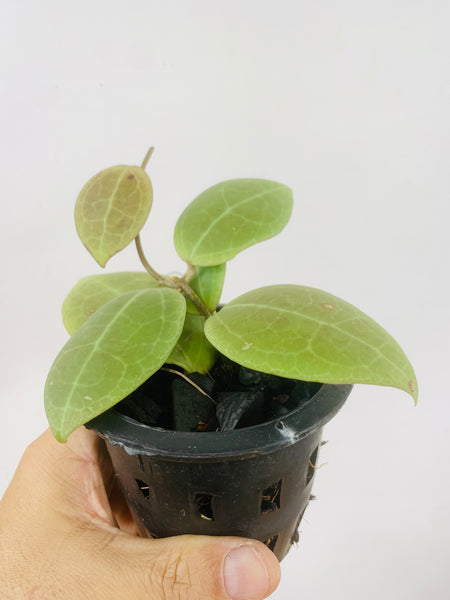 Hoya verticillata #sulawesi (s)