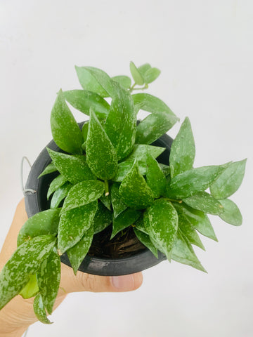 Hoya lacunosa splash (s)