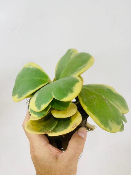 Hoya kerrii variegata (s)