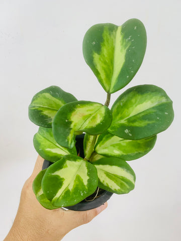 Hoya obovata variegata (s)