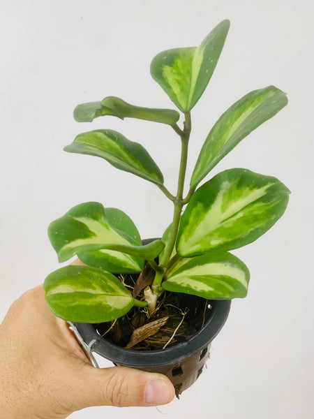Hoya obovata variegata (s)