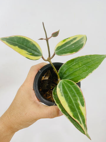 Hoya macrophylla albomarginata (s)
