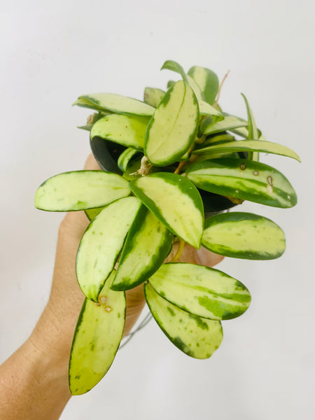 Hoya acuta variegata (s)