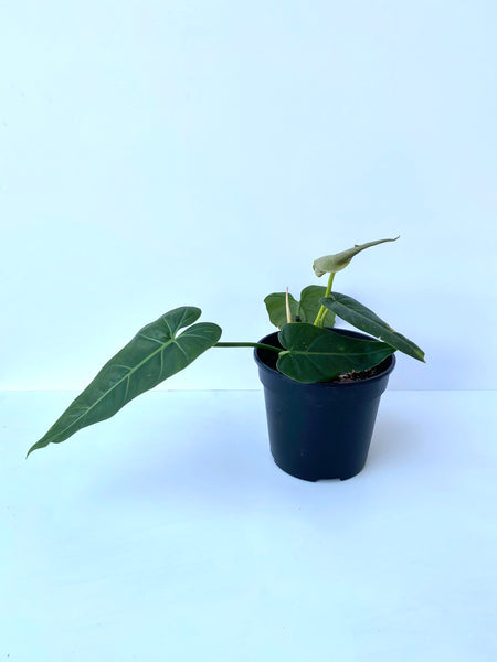 Philodendron maximum