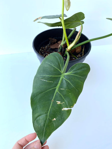 Philodendron maximum