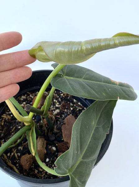 Philodendron maximum