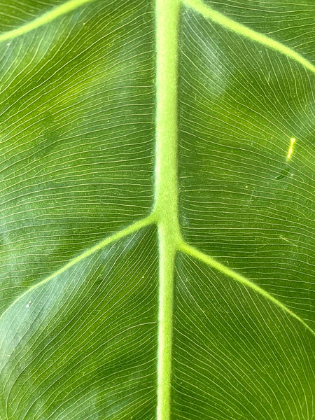 Philodendron maximum