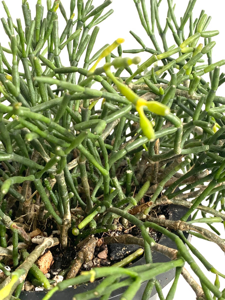 Rhipsalis sp