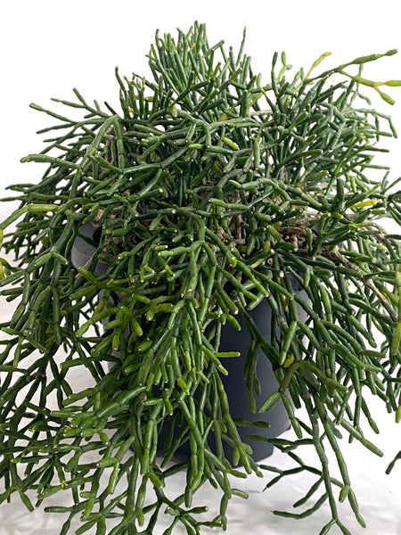 Rhipsalis sp