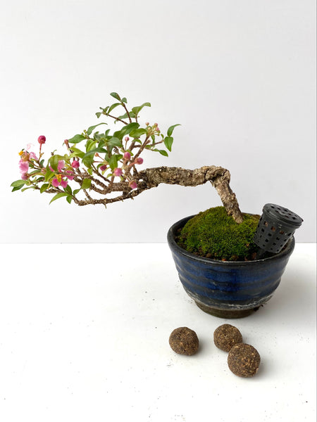 Soy Fertiliser for Bonsai