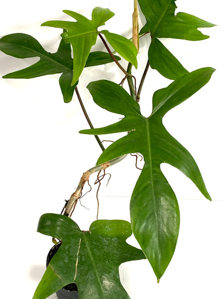 philodendron florida
