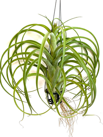 Tillandsia Caput x Brachy