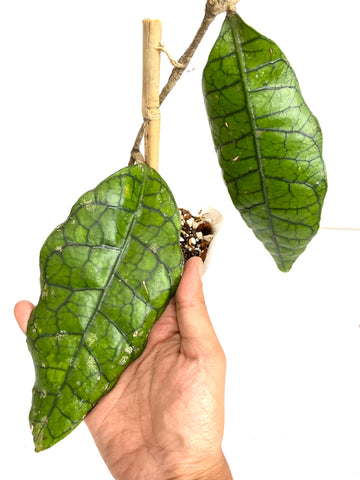 Hoya sp (b)