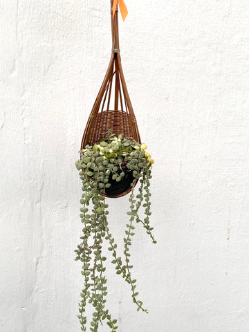 Dischidia nummularia Variegated in Hanging Basket