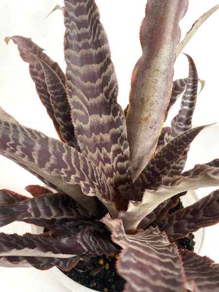Cryptanthus lisa vinzant