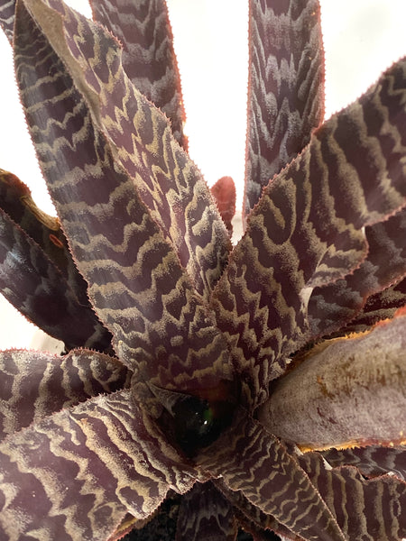 Cryptanthus lisa vinzant
