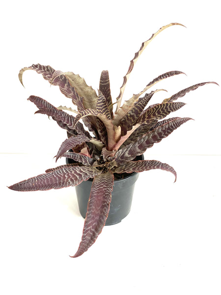 Cryptanthus lisa vinzant