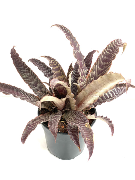 Cryptanthus lisa vinzant