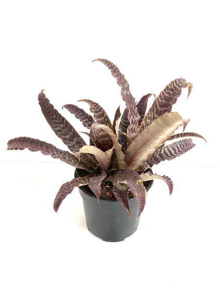 Cryptanthus lisa vinzant