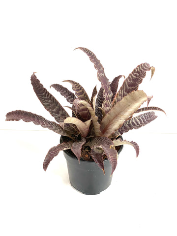 Cryptanthus lisa vinzant