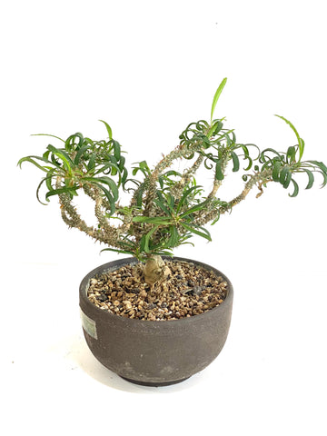 Pachypodium succulentum in Zen bonsai pot