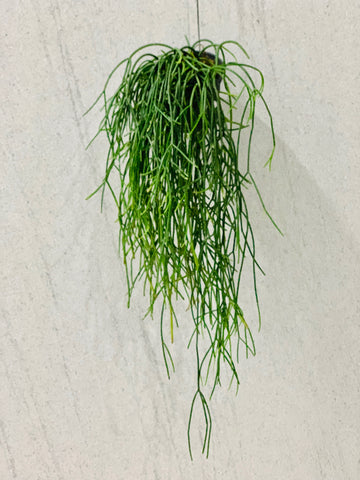 Rhipsalis Baccifera