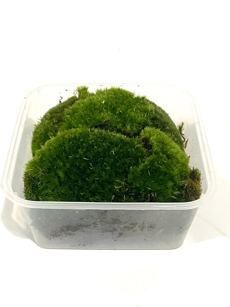 Holland Moss