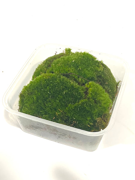 Holland Moss
