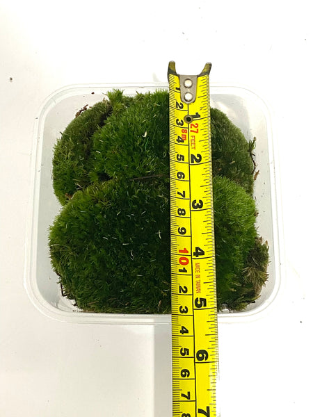 Holland Moss