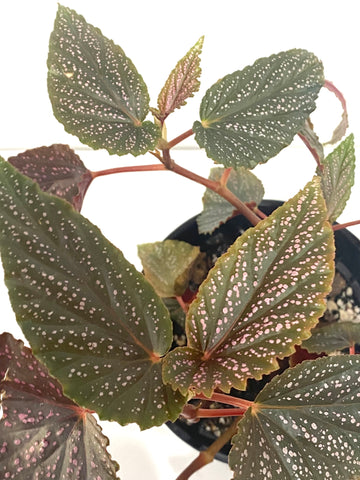 Begonia sp